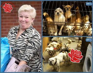 Lynn Stoker – profile image