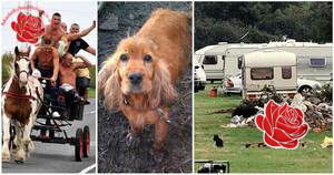 travellers leave behind a dead dog – profile image