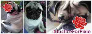 Justice for Pixie campaign – profile image