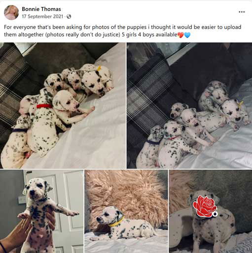 Bonnie Lee Thomas / Tyler Coles additional image