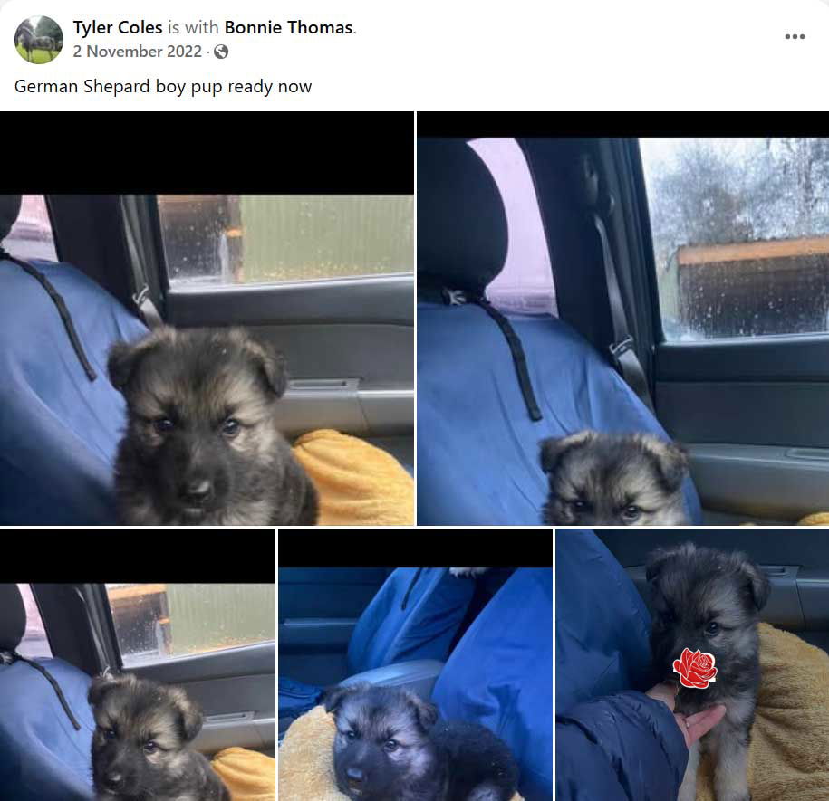 Bonnie Lee Thomas / Tyler Coles additional image
