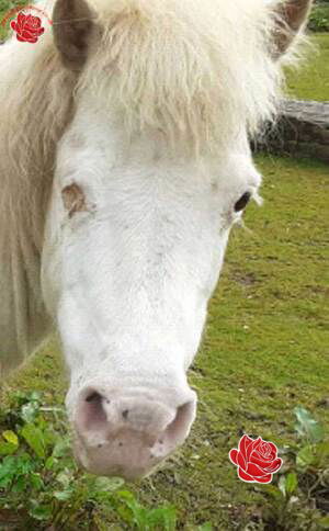 Profile image of Barry Searle