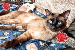 Profile image of Susan Carmichael