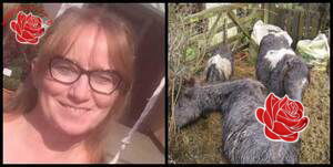 Profile image of Amanda Ann Munro